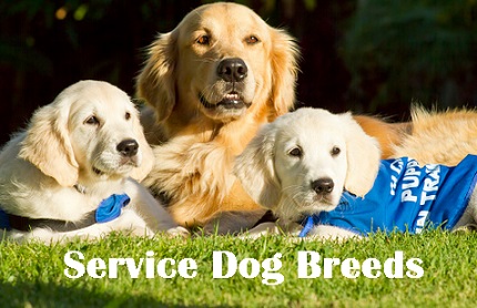 Golden retrieers - Service Dog Breeds
