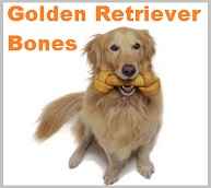 Golden-retriever-Bones-1-comp