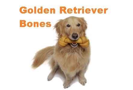 Golden-retriever-Bones-comp