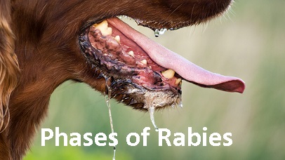 Phases of Rabies For Golden Retrievers -1