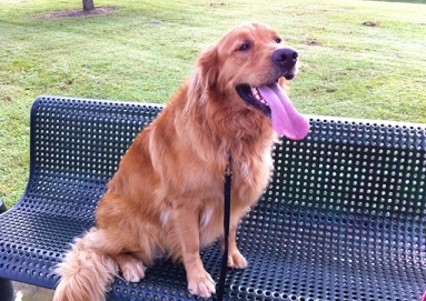 Physical Fitness for Your Golden Retriever Dog 2