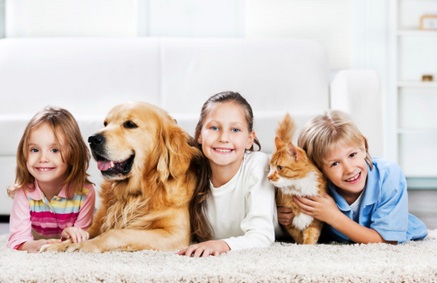 Where to Find a Free Adult Golden Retriever or Puppy-2