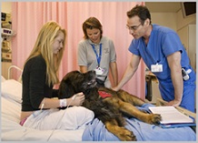 Animal Assisted Therapy (AAT) Definition