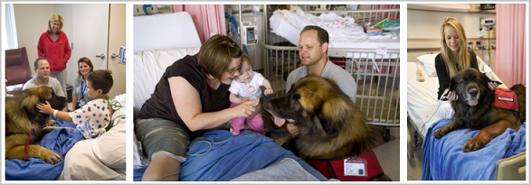 Animal Assisted Therapy - Benefits 