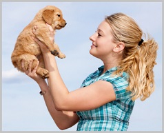 Choosing a Golden Retriever Puppy -