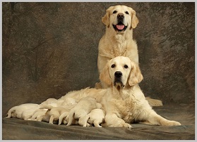 Choosing a Golden Retriever Puppy - parents