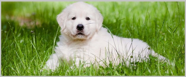 Is Golden Retriever Adoption Right for You