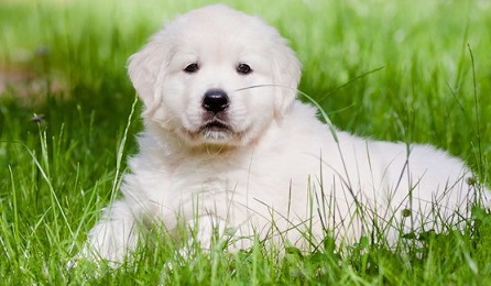 is-golden-retriever-adoption-right-for-you1