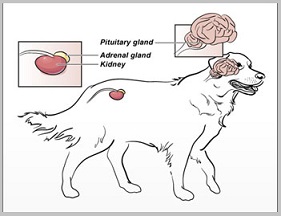 Cushing's Disease In Golden Retriever Dogs 1