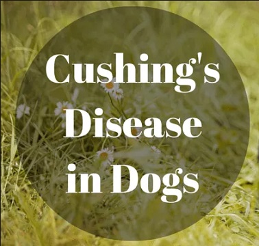 Cushing's Disease In Golden Retriever Dogs 3