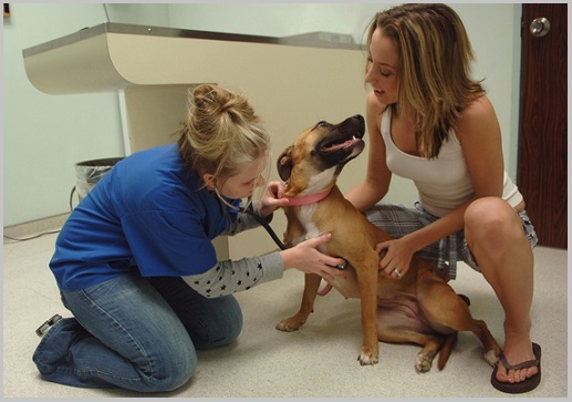Diagnosing Cushing's Disease In Golden Retriever Dogs 3