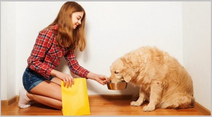 Dog Food Analysis For Golden Retriever Dogs