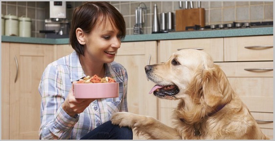 Golden retriever dog food anlysis for excellent nutirtion