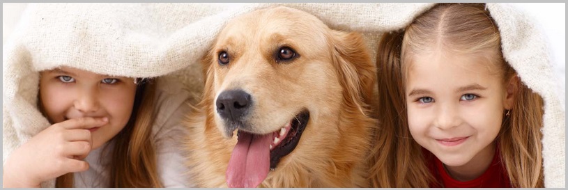Obesity Diseases In Golden Retriever Dogs 