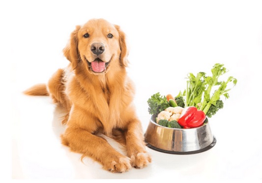 Special Diets For Dogs- - golden retriever