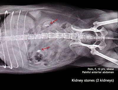canine kidney stones
