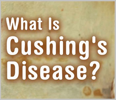 what is Cushing's Disease In Golden Retriever Dogs 3