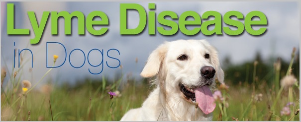 Canine Lyme Disease - Case of Golden Retriever Dogs