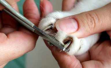 Cutting Dog Nails : When & How?