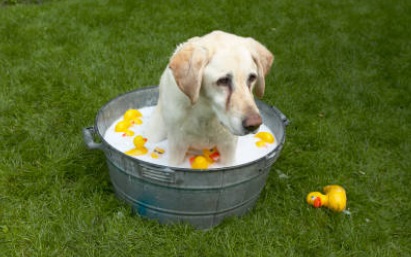 Dog Bathing Tips For Golden Retriever Dog