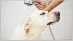 Dog Bathing Tips -Rinsing 