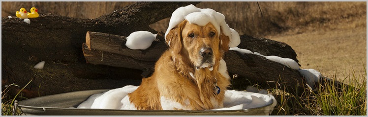 Dog Shampoo for golden retriever - Can You Wash A Dog With Regular Shampoo 2