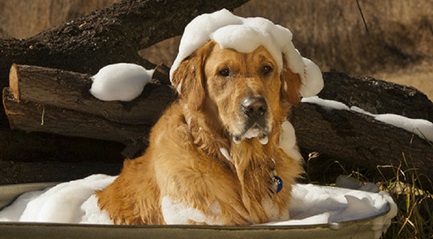 Dog Shampoo for golden retriever - Can You Wash A Dog With Regular Shampoo 3