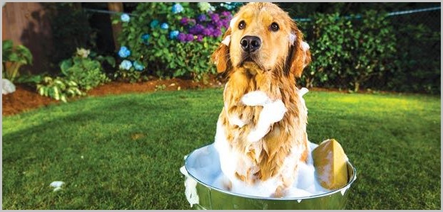 Dog Shampoo for golden retrievers - Can You Wash A Dog With Regular Shampoo 1