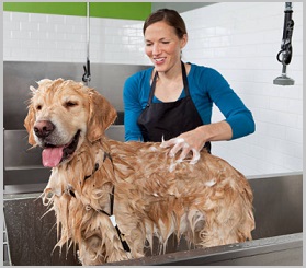 Dog Shampoo for golden retrievers - Can You Wash A Dog With Regular Shampoo