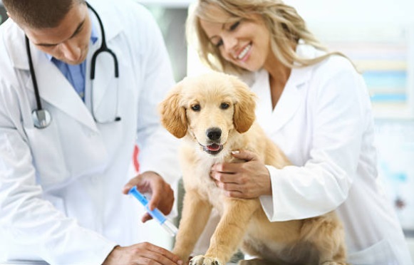 Safety Through Vaccinations For Golden retriever Dogs