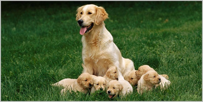 Golden Retriever Puppy Vaccinations