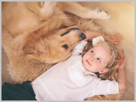 Rocky Mountain Spotted Fever in golden retriever-2