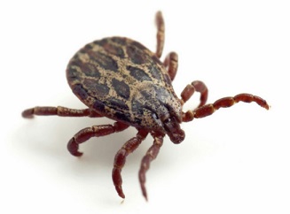 Rocky Mountain Spotted Fever in golden retriever- tick typhus