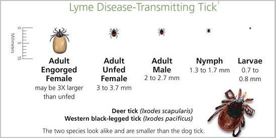 What Causes Canine Lyme Disease in golden retriever