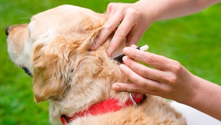 how to remove a tick from a dog 2
