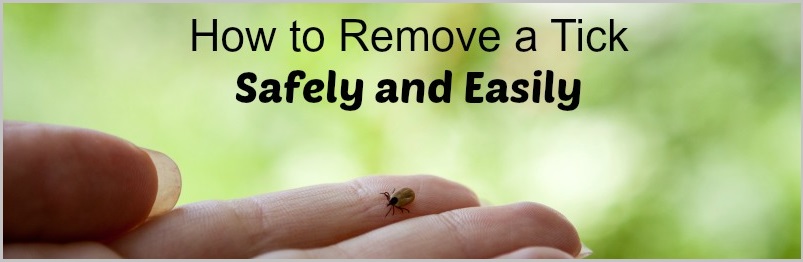 how to remove a tick from a dog step by step