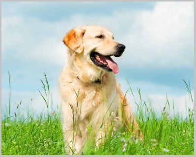 Dog Marking Behavior - Case Of Golden Retriever - 2