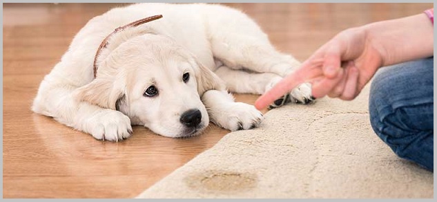 Dog Marking Behavior - Case Of Golden Retriever