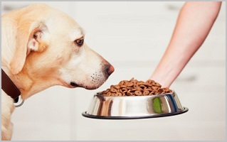 Dog Feeding Guidelines About How Much To Feed Dogs