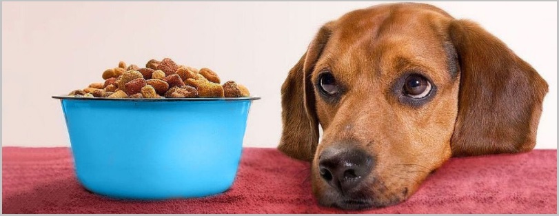Dog Feeding Guidelines For Golden Retriever Dogs Owner 3