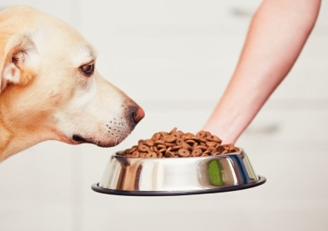 Dog Feeding Guidelines For Golden Retriever Dogs Owner
