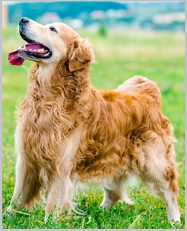 Don't Punish For Excitement Urination In golden retriever Dogs