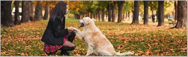 Guide-Dog-Training-programs-For-Golden-Retriever-Owners-comp