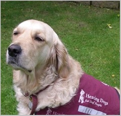 Hearing Dogs Or Signal Dogs - golden retriever