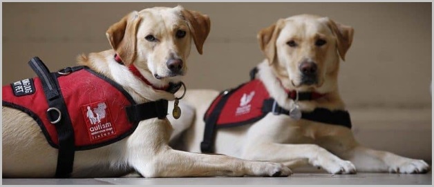 Which Dog Breeds Make the Best Assistance Dogs