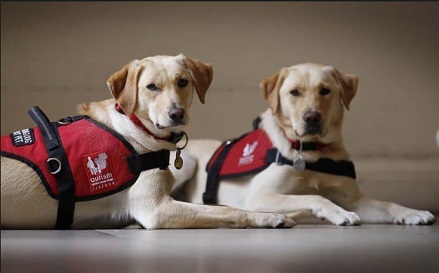 Who Needs These Special Dogs- Assistance Dogs 9