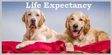 Golden-Retriever-Life-Expectancy-com