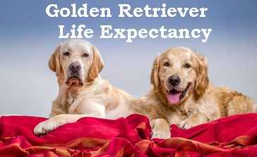 Golden-Retriever-Life-Expectancy-comp1