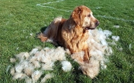 Do Golden Retrievers Shed?: How Much? How Often? &amp; How to 