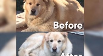 Weight Feeding Archives Golden Retriever Dogs